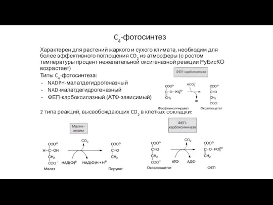 C4-фотосинтез Характерен для растений жаркого и сухого климата, необходим для более эффективного