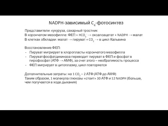 NADPH-зависимый C4-фотосинтез Представители: кукуруза, сахарный тростник В корончатом мезофилле: ФЕП + HCO3-