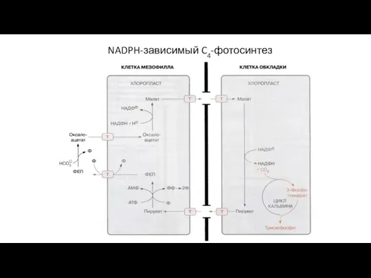 NADPH-зависимый C4-фотосинтез