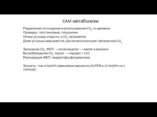 CAM-метаболизм Разделение поглощения и использования CO2 по времени Примеры: толстянковые, полушники Ночью