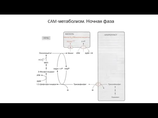 CAM-метаболизм. Ночная фаза