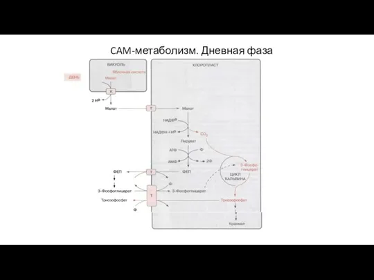 CAM-метаболизм. Дневная фаза