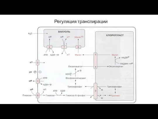 Регуляция транспирации