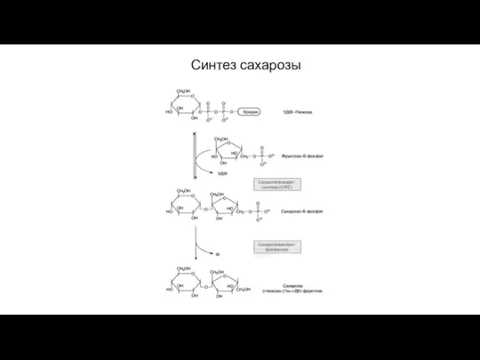 Синтез сахарозы