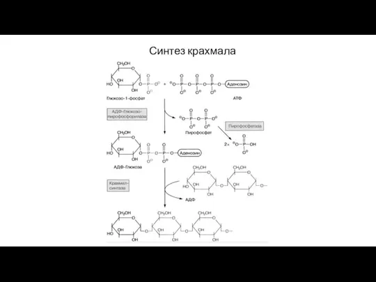 Синтез крахмала