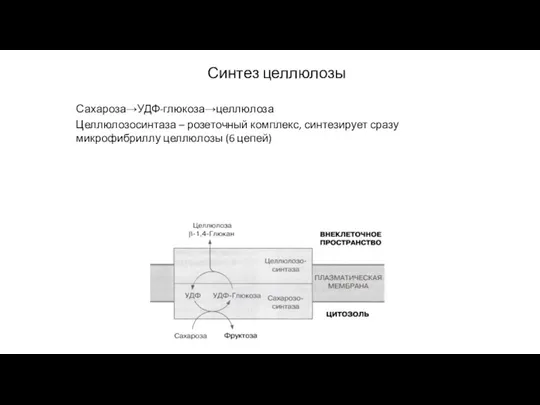 Синтез целлюлозы Сахароза→УДФ-глюкоза→целлюлоза Целлюлозосинтаза – розеточный комплекс, синтезирует сразу микрофибриллу целлюлозы (6 цепей)