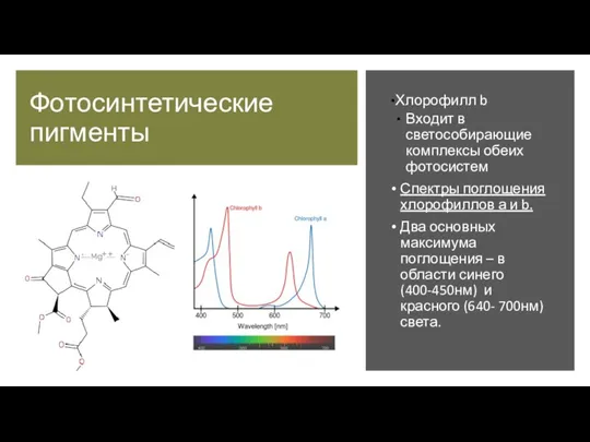 Фотосинтетические пигменты Хлорофилл b Входит в светособирающие комплексы обеих фотосистем Спектры поглощения