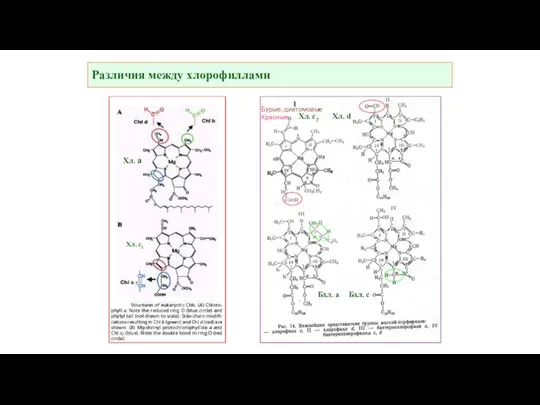 Различия между хлорофиллами Хл. а Хл. с2 Хл. d Бхл. а Бхл.