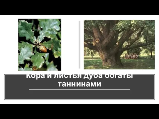 Кора и листья дуба богаты таннинами