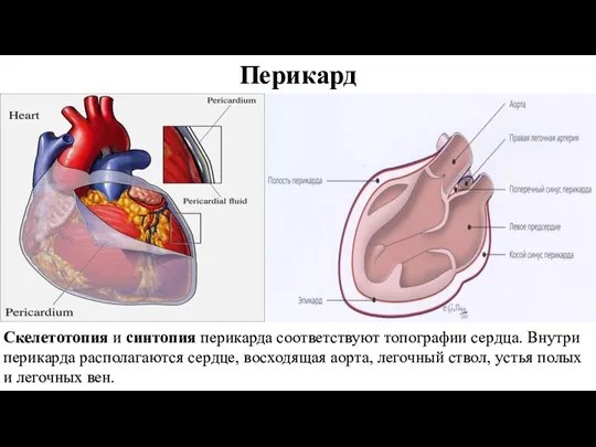 Перикард Скелетотопия и синтопия перикарда соответствуют топографии сердца. Внутри перикарда располагаются сердце,