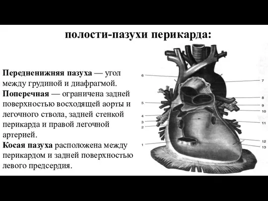 полости-пазухи перикарда: Передненижняя пазуха — угол между грудиной и диафрагмой. Поперечная —