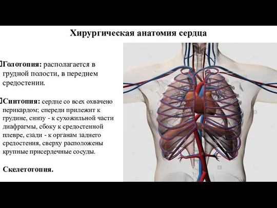 Хирургическая анатомия сердца Голотопия: располагается в грудной полости, в переднем средостении. Синтопия: