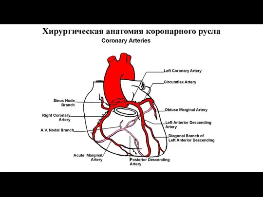 Хирургическая анатомия коронарного русла