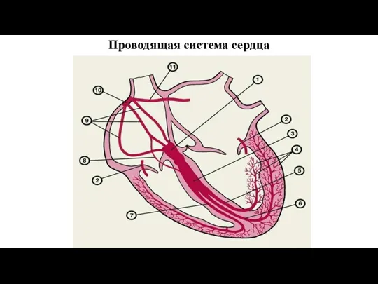 Проводящая система сердца