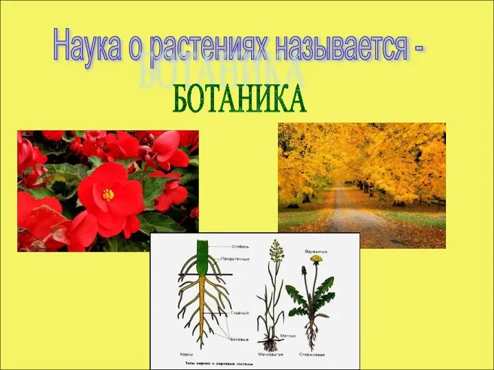 Наука о растениях называется - БОТАНИКА