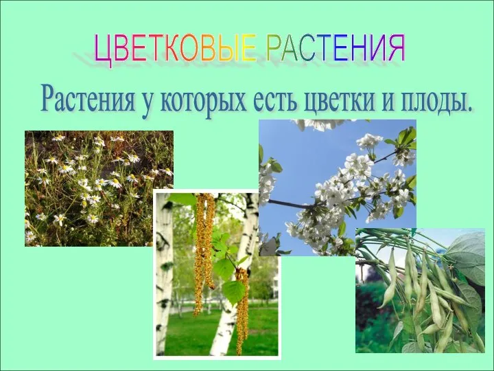 ЦВЕТКОВЫЕ РАСТЕНИЯ Растения у которых есть цветки и плоды.