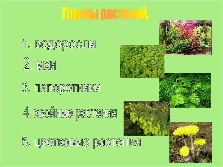 Группы растений. 1. водоросли 2. мхи 3. папоротники 4. хвойные растения 5. цветковые растения