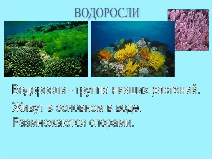 ВОДОРОСЛИ Водоросли - группа низших растений. Живут в основном в воде. Размножаются спорами.