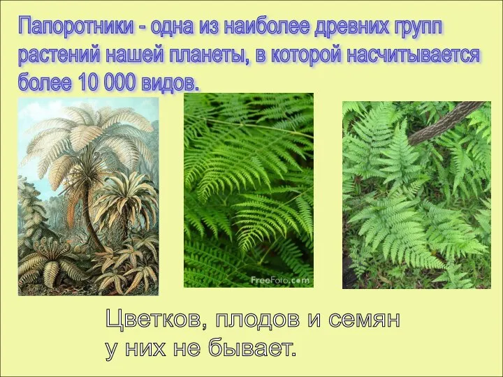 Папоротники - одна из наиболее древних групп растений нашей планеты, в которой