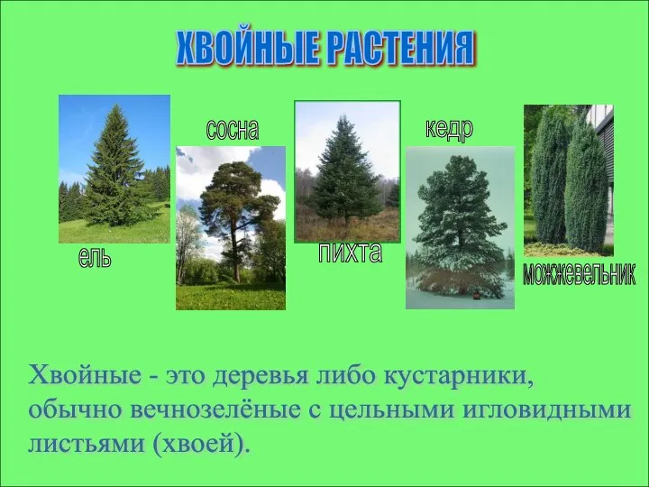 ХВОЙНЫЕ РАСТЕНИЯ Хвойные - это деревья либо кустарники, обычно вечнозелёные с цельными