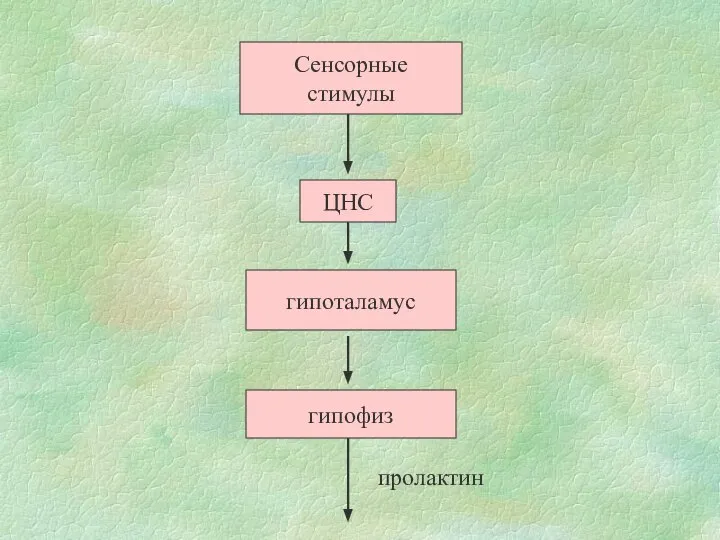 Сенсорные стимулы ЦНС гипоталамус гипофиз пролактин