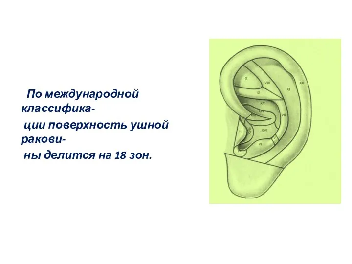 По международной классифика- ции поверхность ушной ракови- ны делится на 18 зон.
