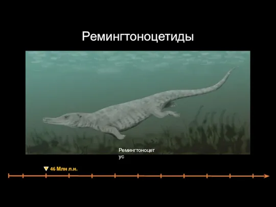 Ремингтоноцетиды Ремингтоноцетус