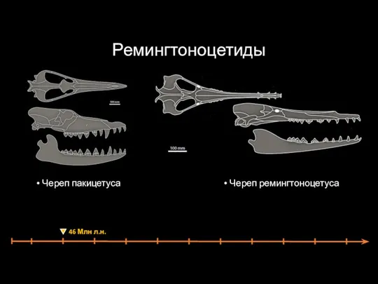 Череп пакицетуса Ремингтоноцетиды Череп ремингтоноцетуса