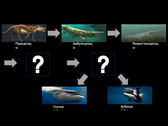 Пакицетиды Амбулоцетиды Ремингтоноцетиды Усатые киты Зубатые киты