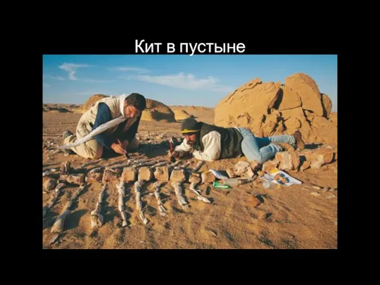 Кит в пустыне