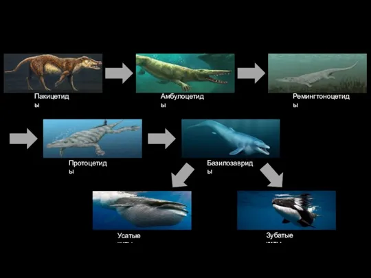 Пакицетиды Амбулоцетиды Ремингтоноцетиды Протоцетиды Базилозавриды Усатые киты Зубатые киты