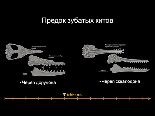 Предок зубатых китов Череп дорудона Череп сквалодона