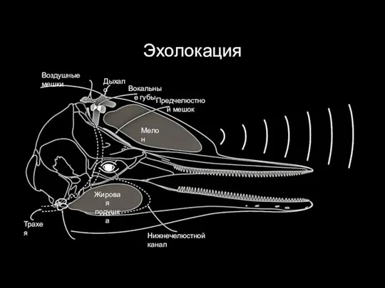 Эхолокация