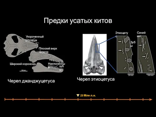 Предки усатых китов Череп джанджуцетуса Череп этиоцетуса Зубы Этиоцетус Синий кит