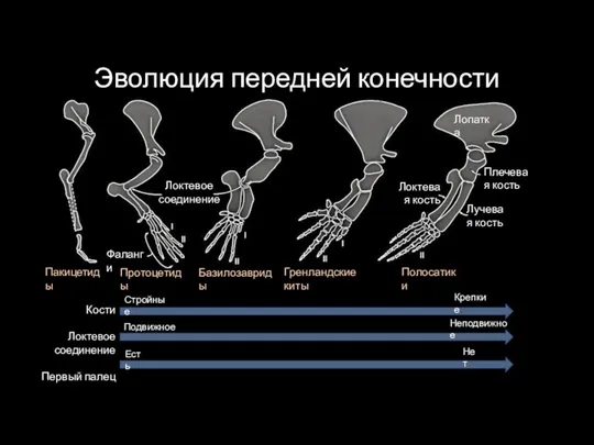 Эволюция передней конечности