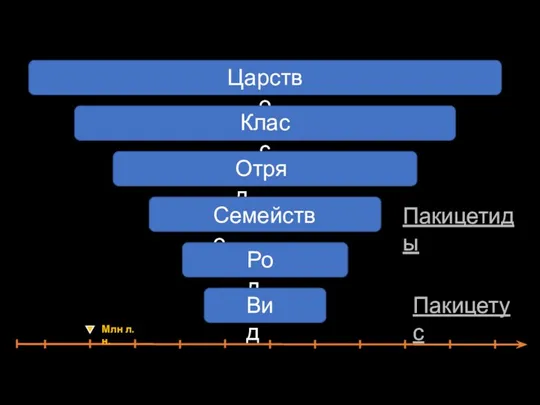 Пакицетиды Пакицетус