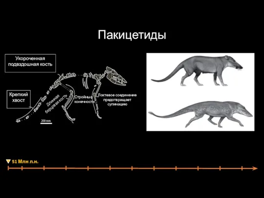 Пакицетиды Крепкийхвост Укороченная подвздошная кость Длинная берцовая кость Стройные конечности Локтевое соединение предотвращает супинацию