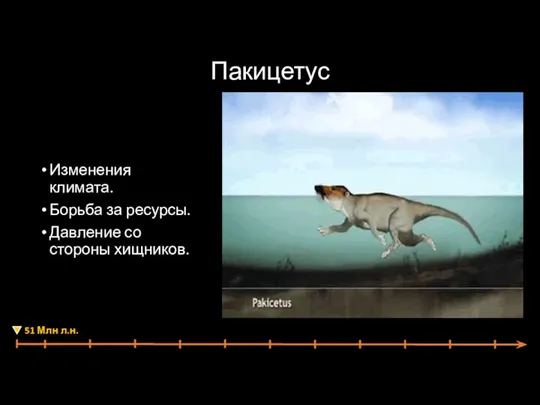 Изменения климата. Борьба за ресурсы. Давление со стороны хищников. Пакицетус