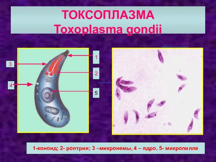 ТОКСОПЛАЗМА Toxoplasma gondii 2 3 4 1-коноид; 2- роптрии; 3 –микронемы, 4
