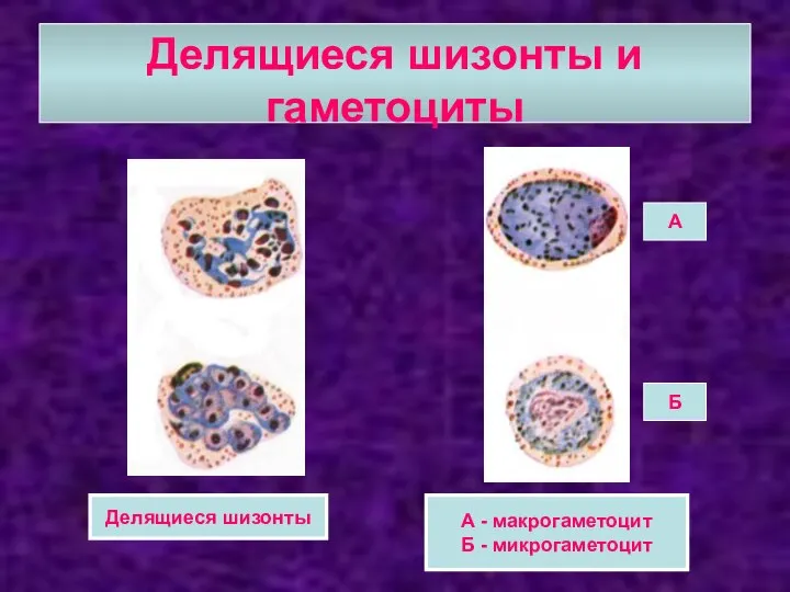 Делящиеся шизонты и гаметоциты Делящиеся шизонты А - макрогаметоцит Б - микрогаметоцит А Б