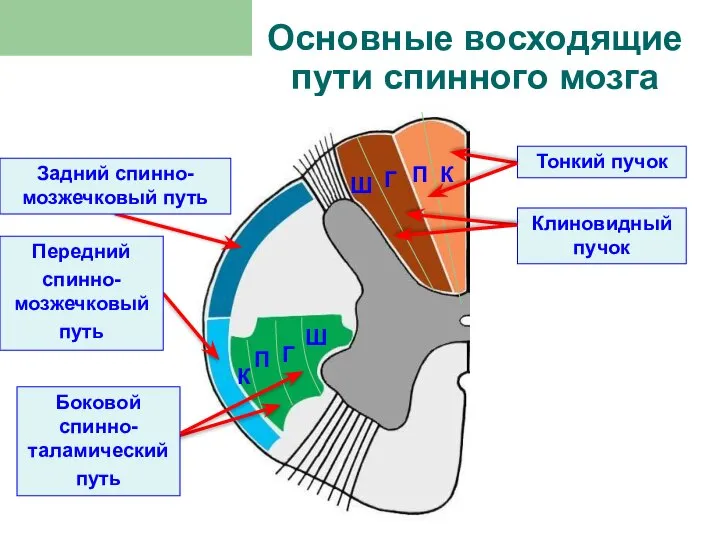 Основные восходящие пути спинного мозга Ш Г П К Г Ш П