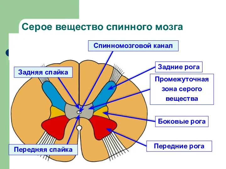 Серое вещество спинного мозга Задние рога Передние рога Промежуточная зона серого вещества