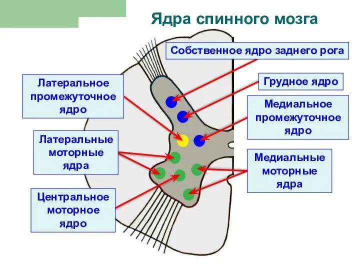 Ядра спинного мозга Латеральное промежуточное ядро Собственное ядро заднего рога Грудное ядро