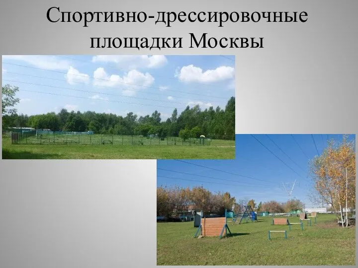 Спортивно-дрессировочные площадки Москвы