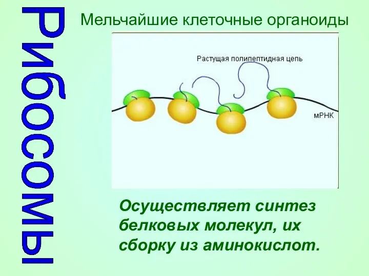 Рибосомы Осуществляет синтез белковых молекул, их сборку из аминокислот. Мельчайшие клеточные органоиды