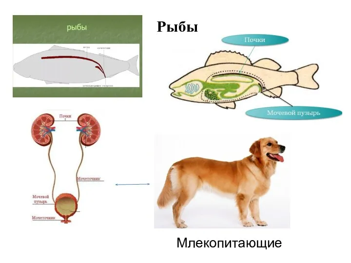 Рыбы Млекопитающие