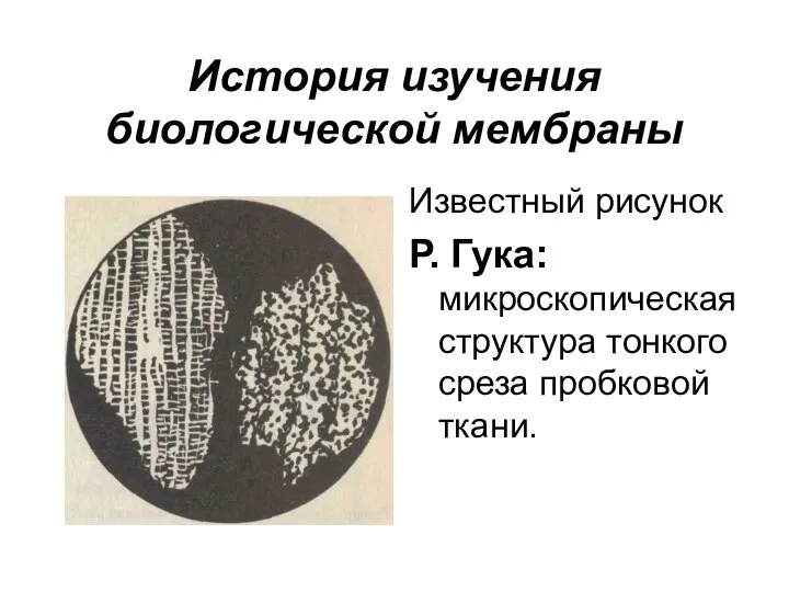 История изучения биологической мембраны Известный рисунок Р. Гука: микроскопическая структура тонкого среза пробковой ткани.