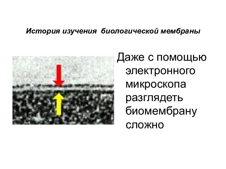 История изучения биологической мембраны Даже с помощью электронного микроскопа разглядеть биомембрану сложно