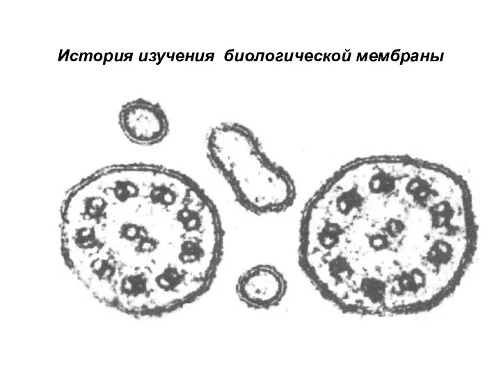 История изучения биологической мембраны