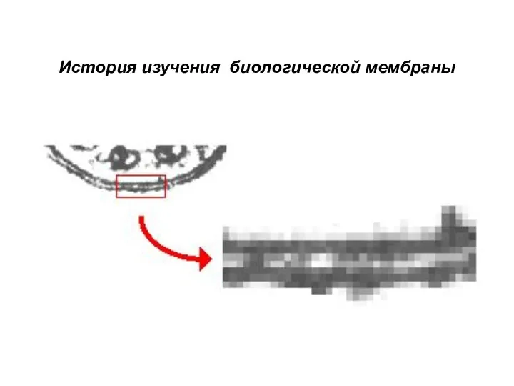 История изучения биологической мембраны